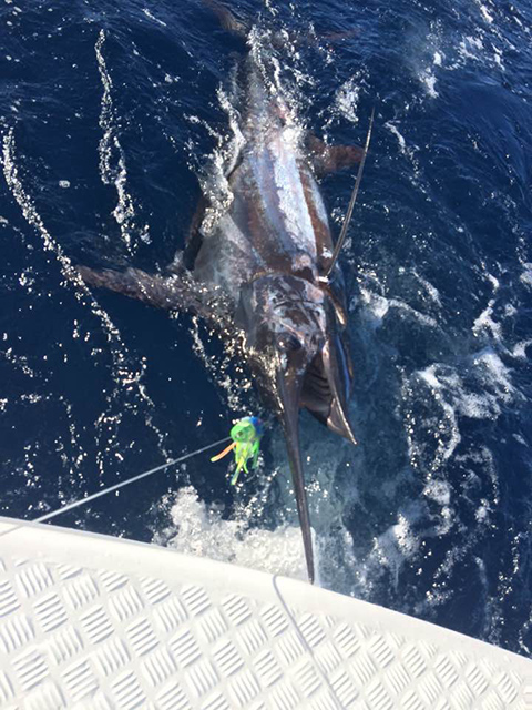 ANGLER: George Tome SPECIES: Blue Marlin WEIGHT: Est. 220kg LURE: 12.5" JB Big Dingo.